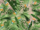 Bird of Paradise Jungle 2