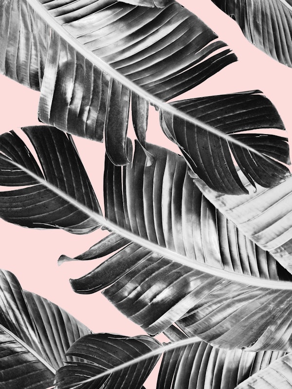 Tropical Blush Banana Leaves 7