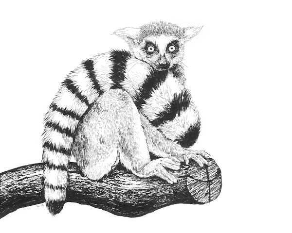 Lemur drawing