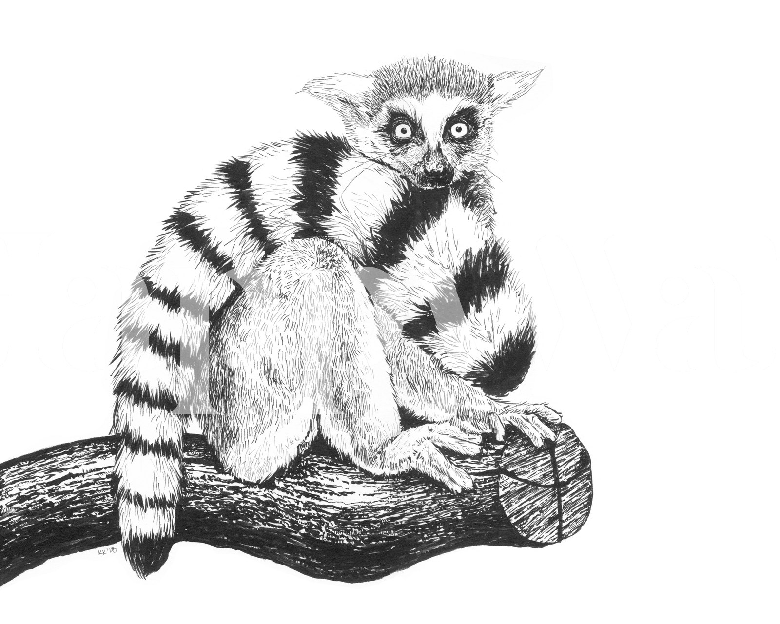 Photo murale lémurien dessiné à la main perché sur une branche