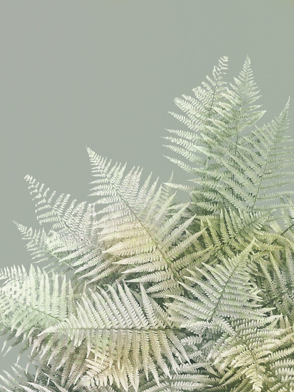 Tropical Fern Allure - sage green