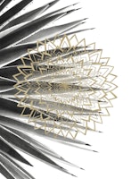 Gold Mandala on Agave 1 carta da parati