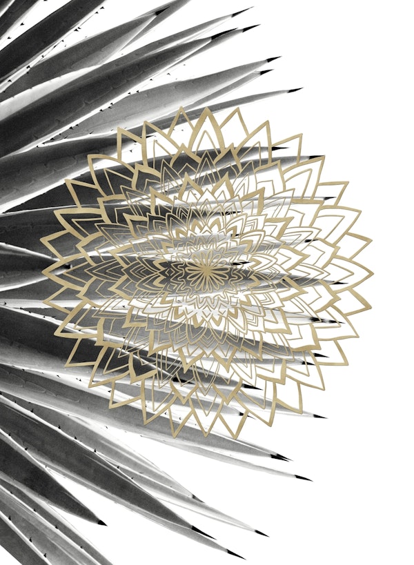 Gold Mandala on Agave 1