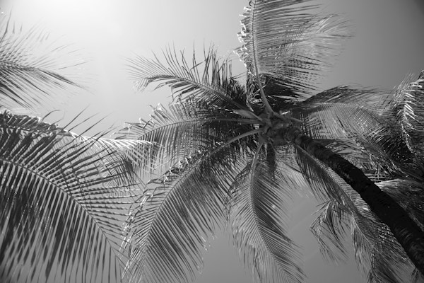 Caribbean Paradise Palms 3