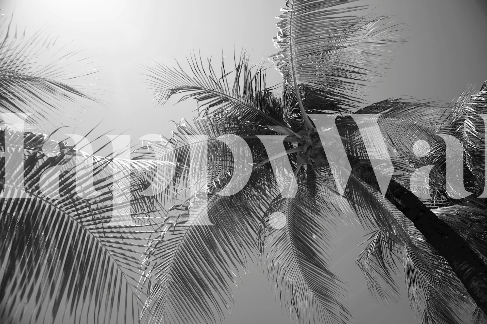Palm tree silhouette against a bright background black and white wallpaper