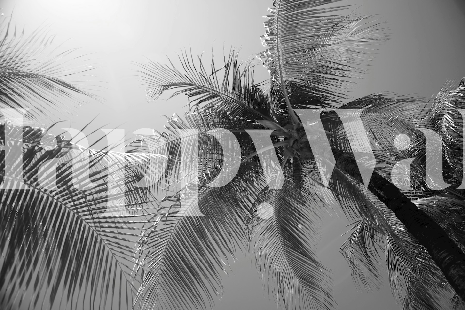 Palm tree silhouette against a bright background black and white wallpaper