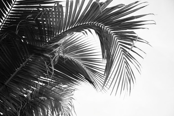 Lush Caribbean Palms 12