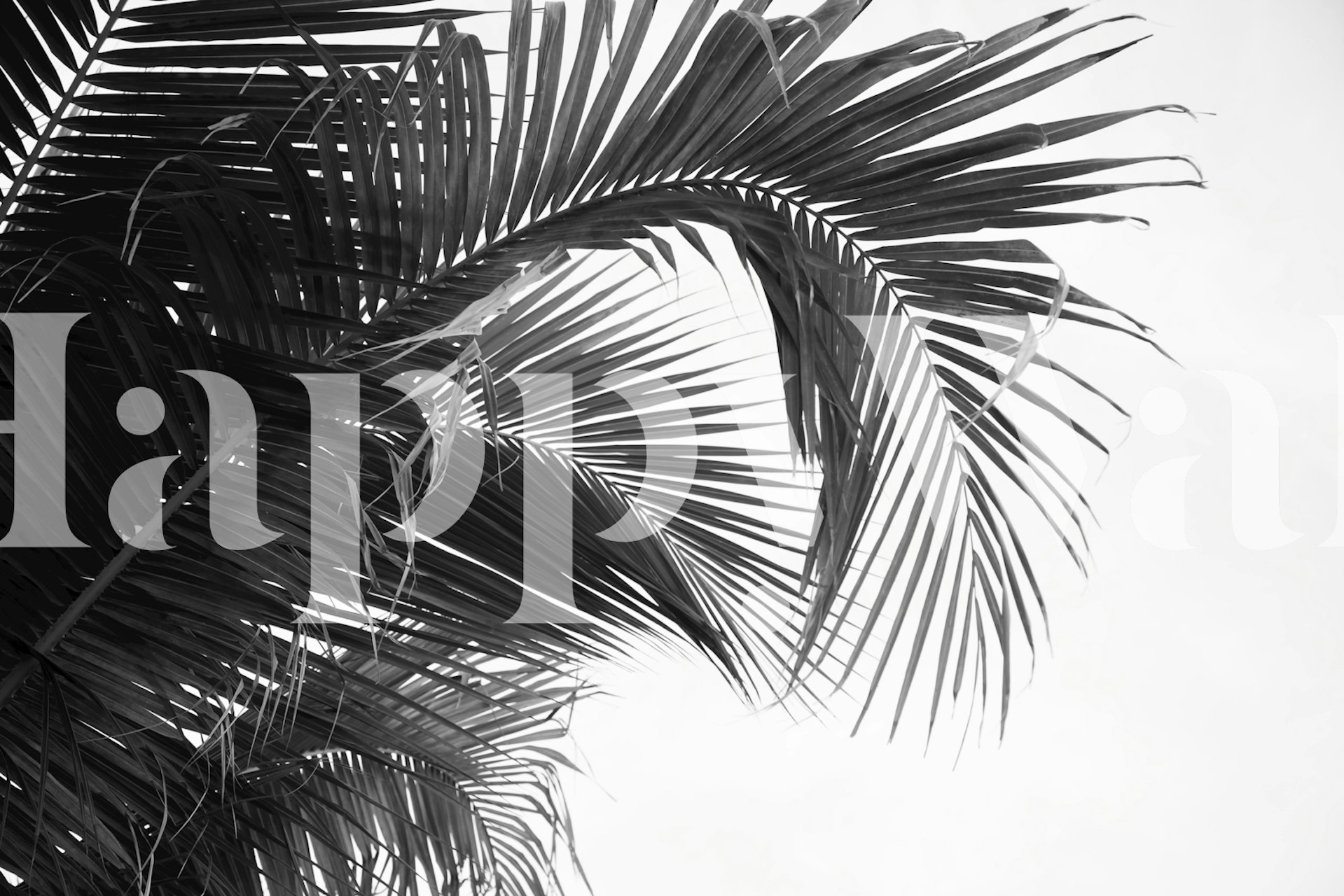 Lush Caribbean Palms papel de parede em um cômodo