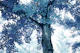 Tranquil Ginkgo Dream 4