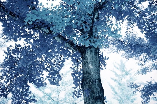 Tranquil Ginkgo Dream 4