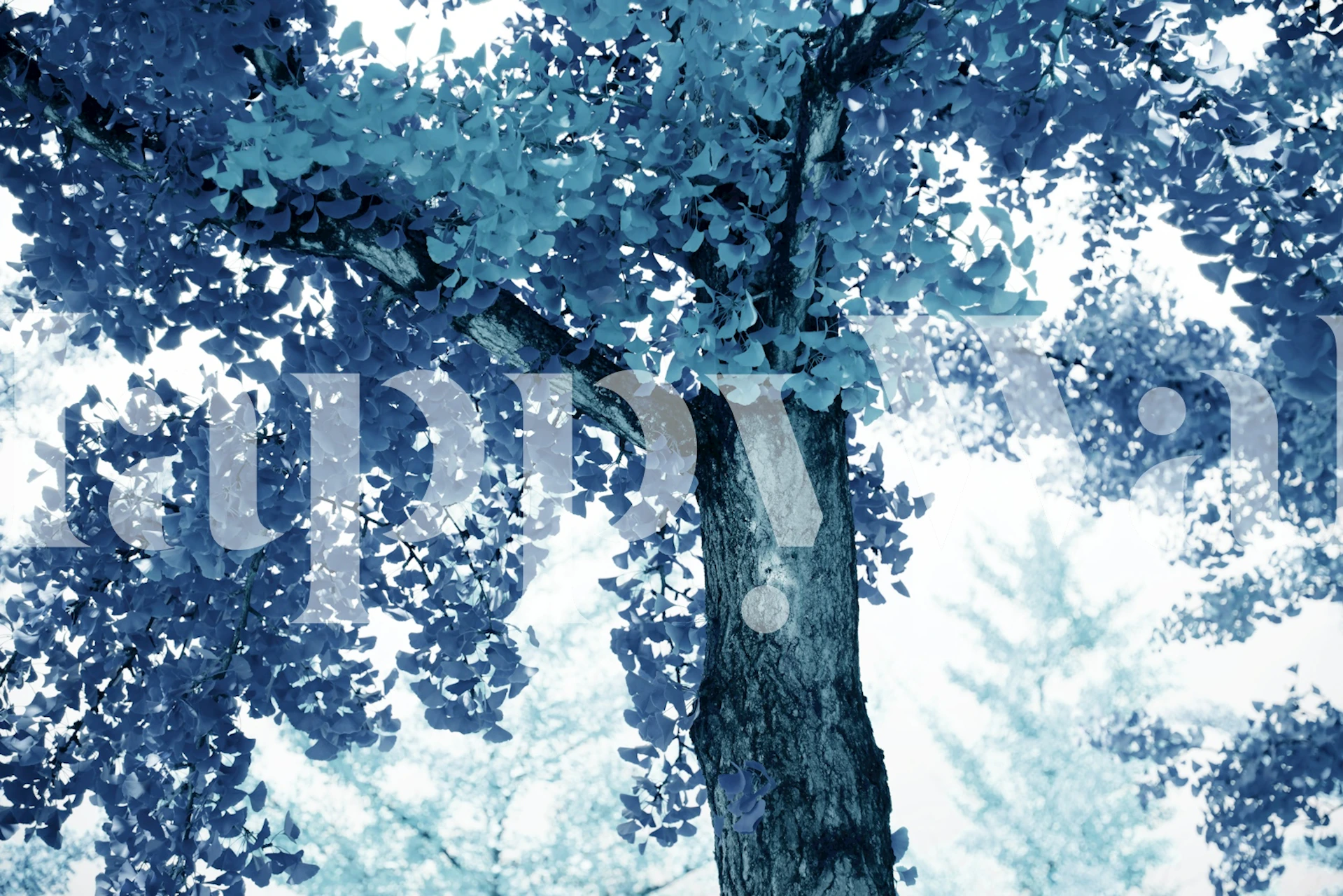 Tapet med ginkgo-löv i ett rum