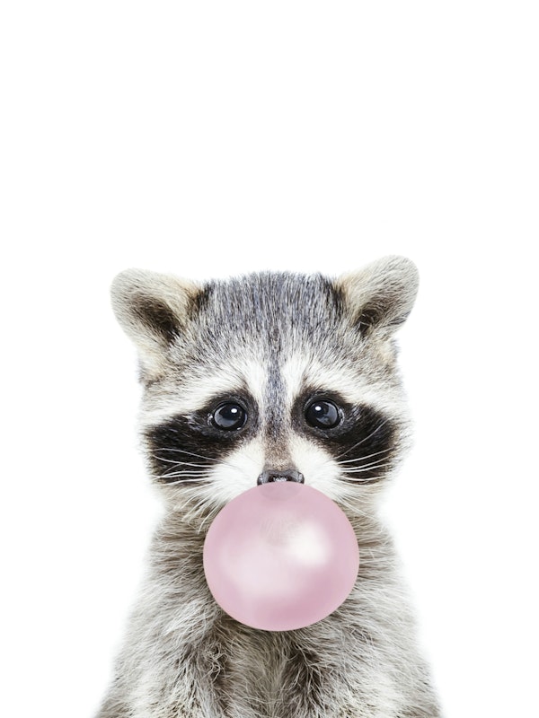 Bubble Gum Raccoon