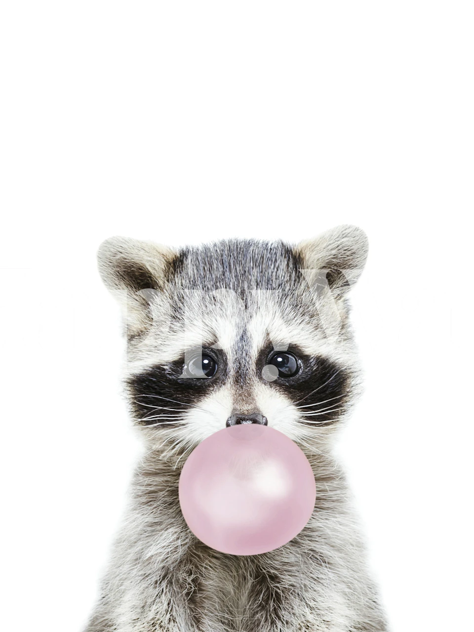 Bubble Gum Raccoon tapet i et rum