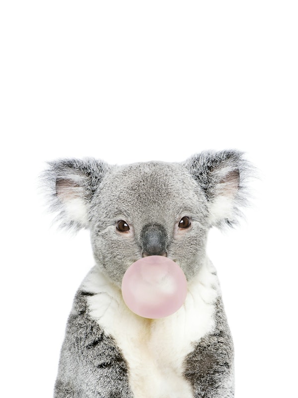 Bubble Gum Koala