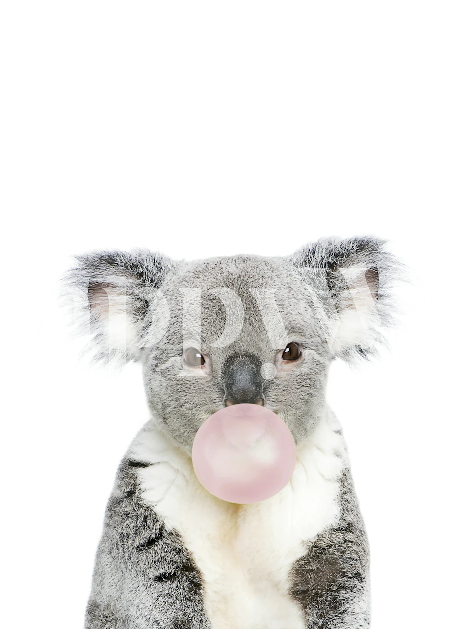 Koala chewing pink bubble gum with a white background wallpaper