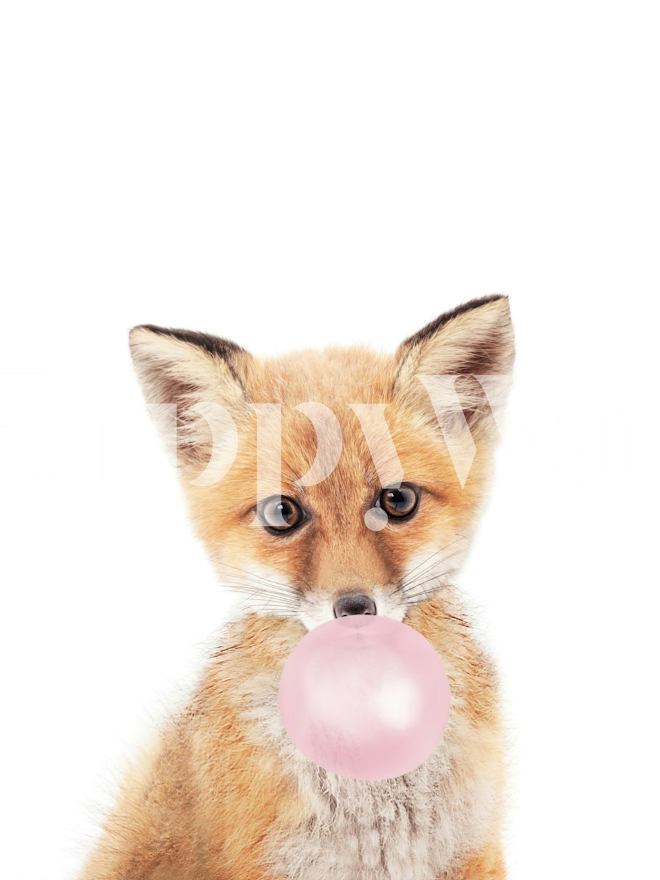 Fox blowing bubblegum tapetti huoneessa