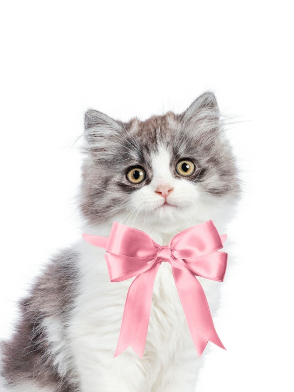 Kitten with a bow
