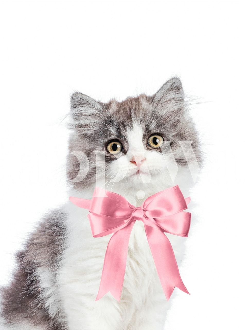 Linda gatita con un lazo rosa wallpaper