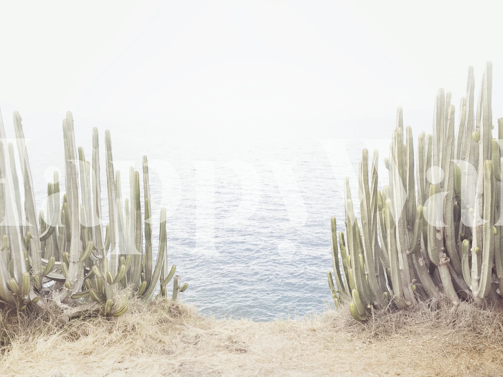Cactus plants on a shore overlooking calm water wallpaper