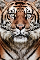 Tiger Eyes behang
