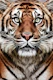 Tiger Eyes