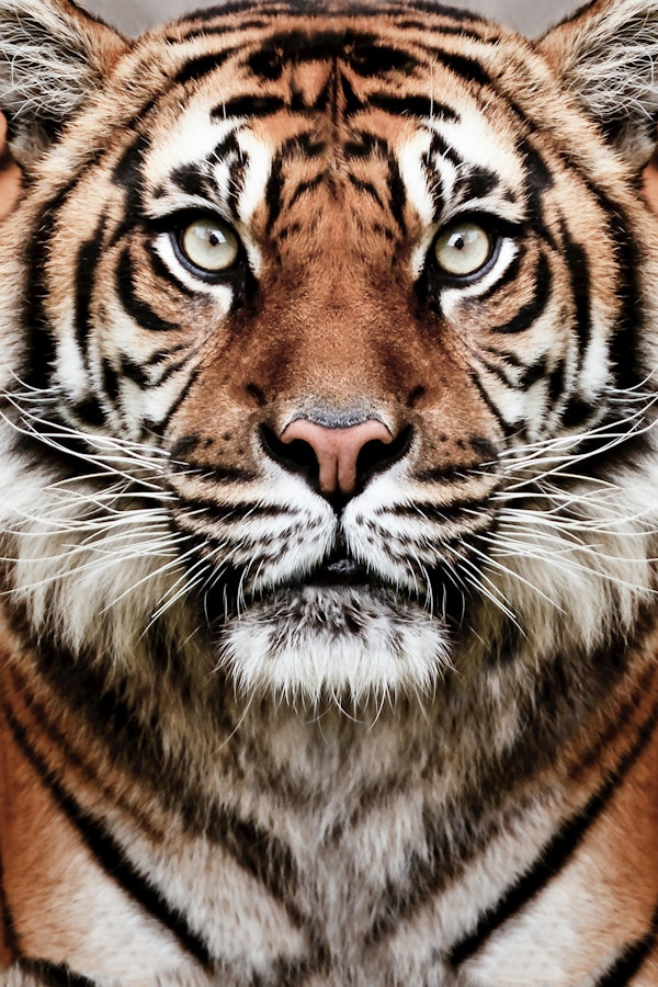 Tiger Eyes