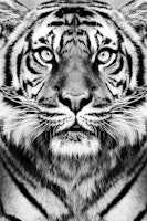 Tiger Eyes BW behang
