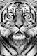 Tiger Eyes BW