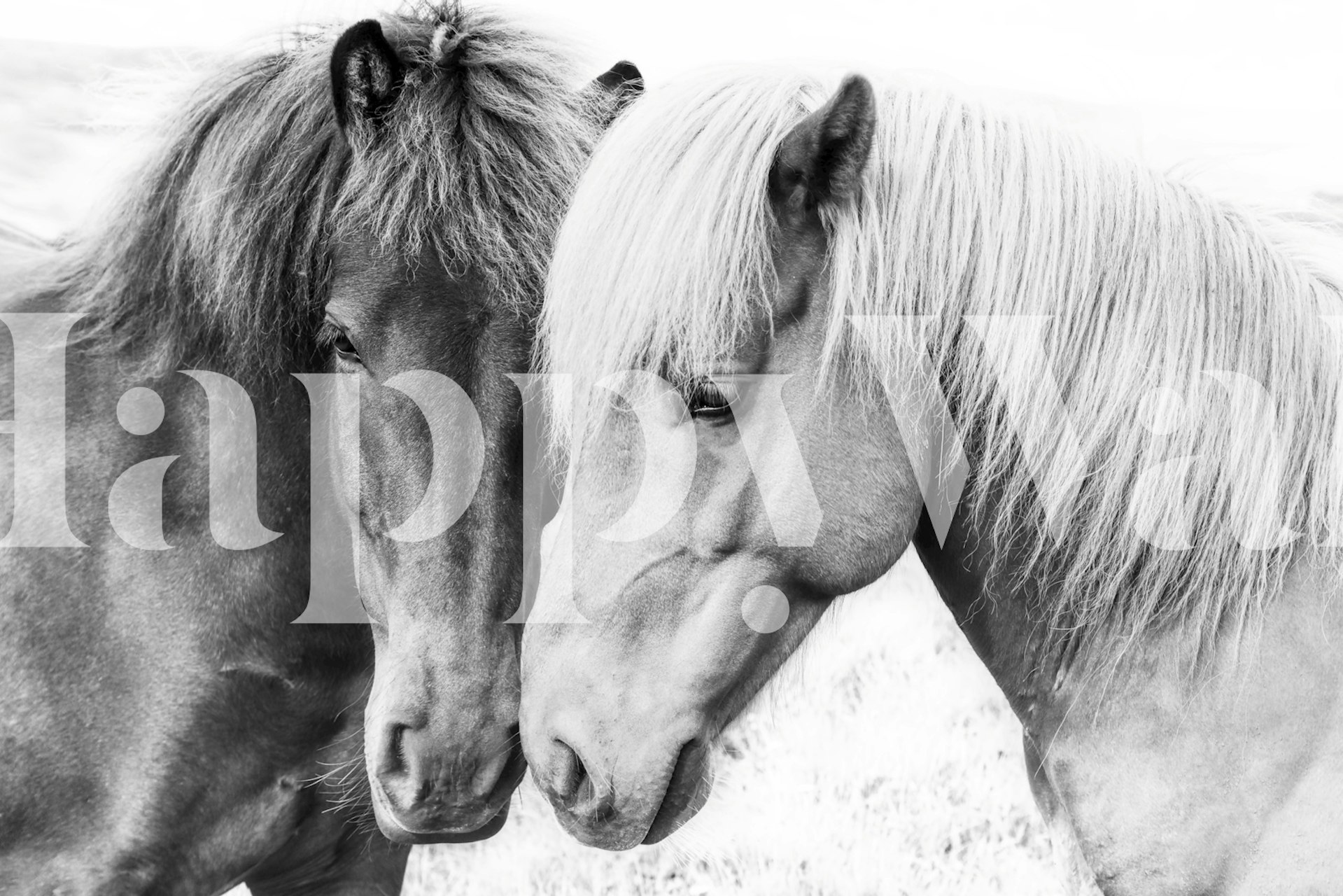 Horse Love-tapet i ett rum