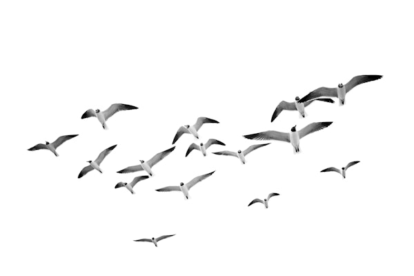 Soaring Seabirds Flight