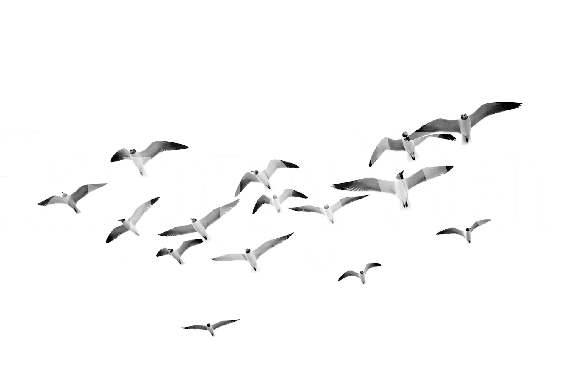 Seabirds flying in a room wandbekleding