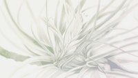 Ethereal Flora Essence wallpaper