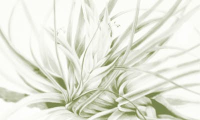 Τοιχογραφία