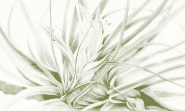 Monochrome Floral Essence