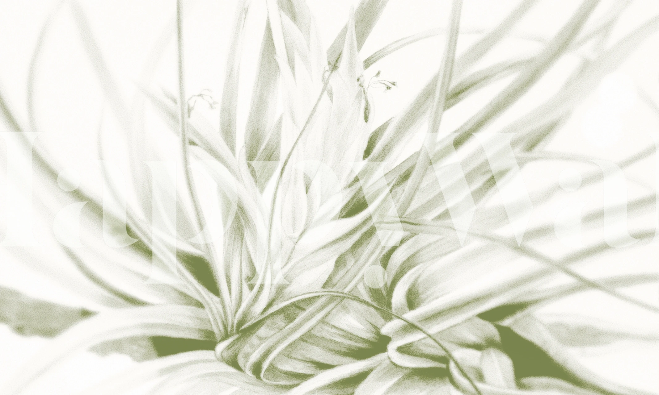 Monochrome floral essence wallpaper in a room