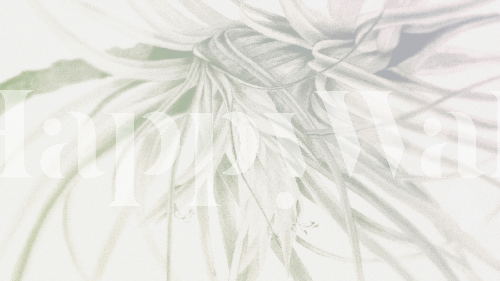 Soft white and pink ethereal blossoms twisted gently against a muted background