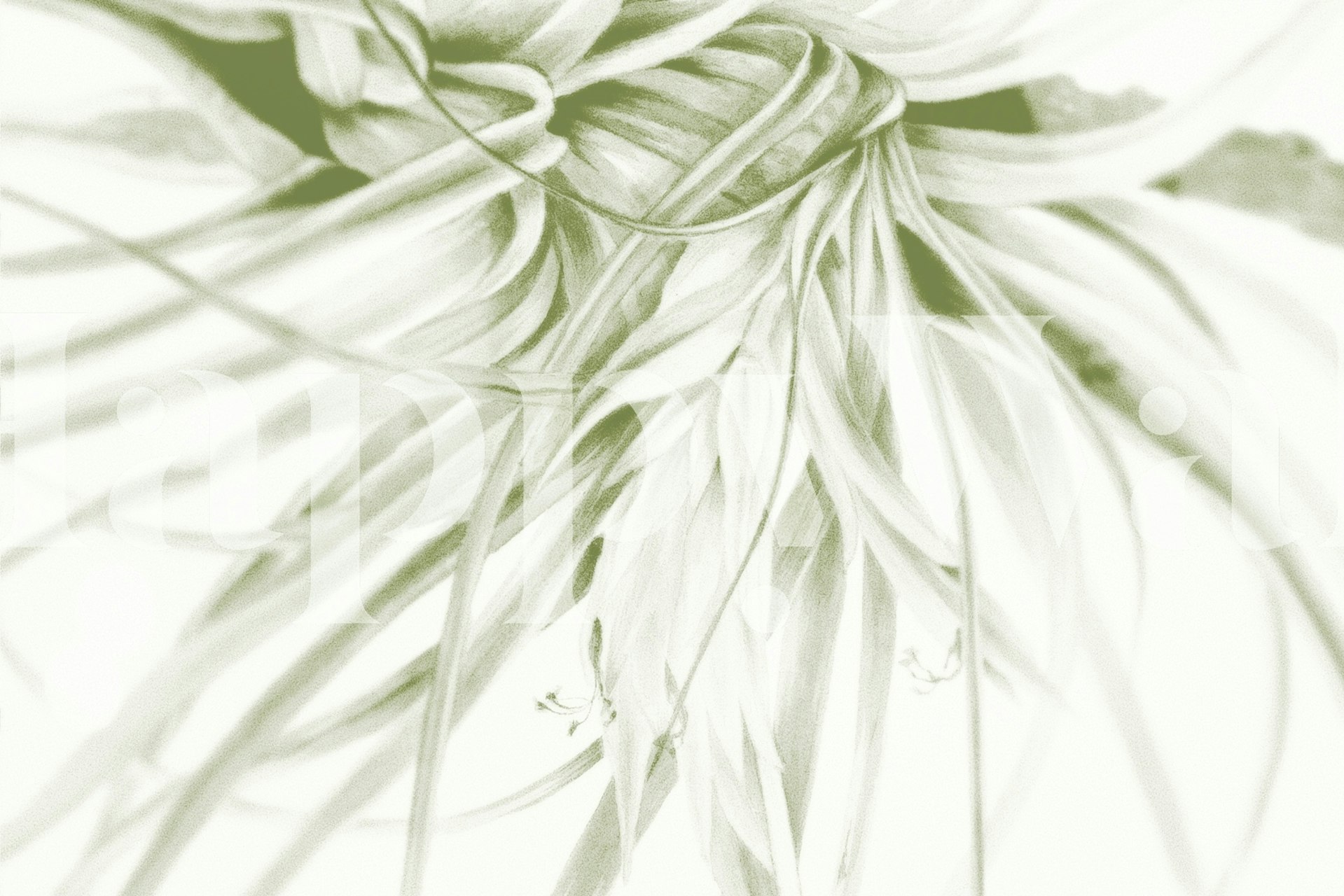 Botanical leaves design in green tones wallpaper