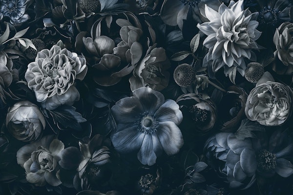 Eclipse Opulent Midnight Garten Blue