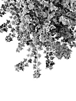 Ivy Delight 3 wallpaper