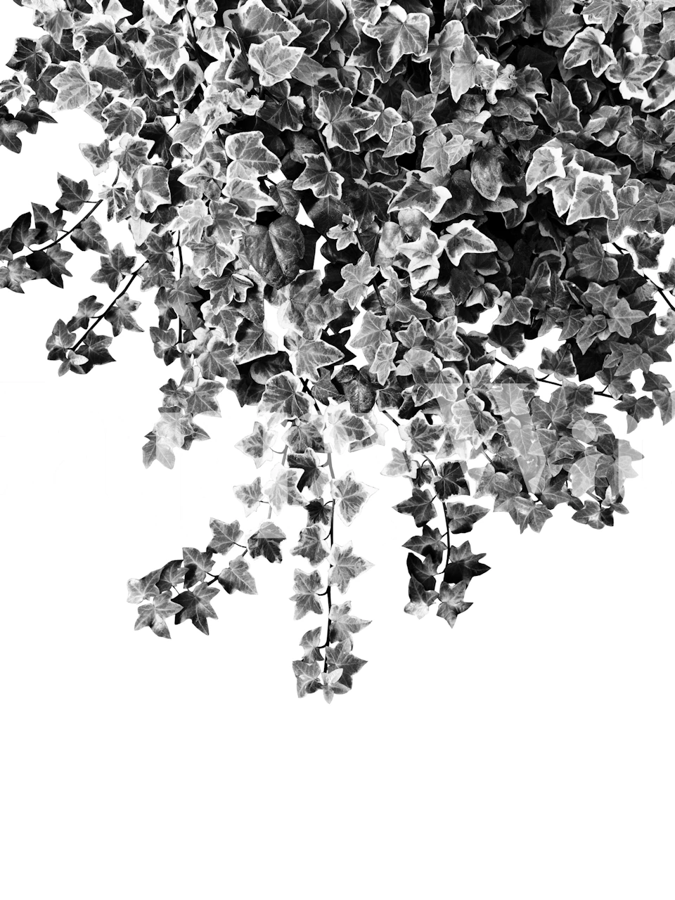 Black and white ivy leaves wallpaper
